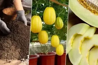 آموزش کاشت خربزه در گلدان
