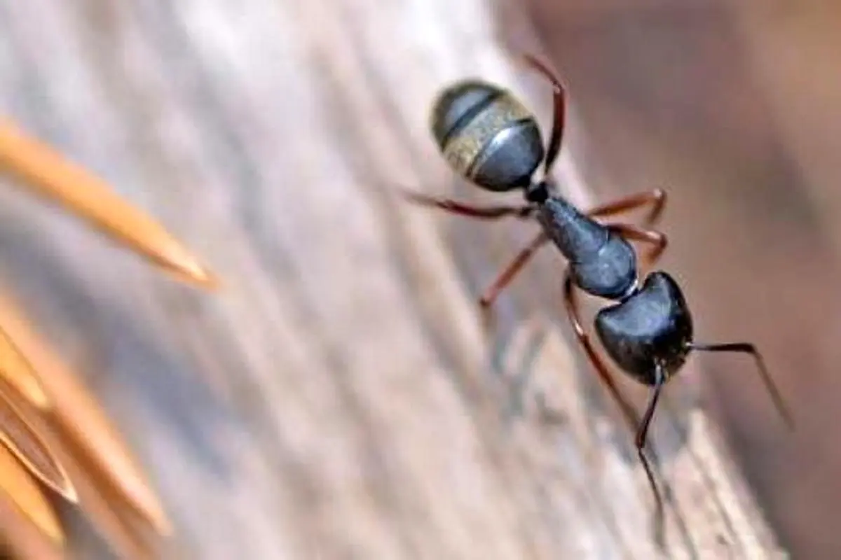 دفع مورچه های خانه بدون نیاز به مواد شیمیایی | مورچه های خونتو با این روش دفع کن