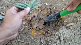 طرز تهیه محلول خانگی برای رشد سریع گیاهان با زردچوبه