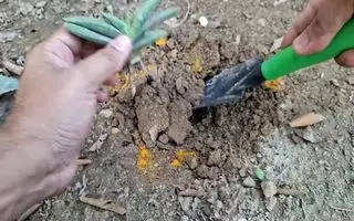 طرز تهیه محلول خانگی برای رشد سریع گیاهان با زردچوبه