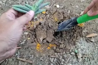 طرز تهیه محلول خانگی برای رشد سریع گیاهان با زردچوبه