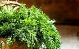 این سبزی همه‌کاره باعث کاهش قند، چربی خون و تقویت بدن و ضد سرطان است