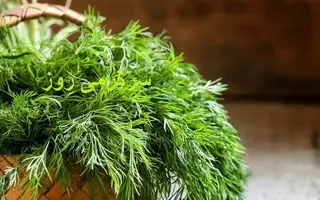 تقویت قوای جنسی مردان و کاهش قند خون با این سبزی دم دستی