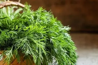 این سبزی دم دستی هم قوای جنسی آقایان را تقویت می‌کند هم قند خون را پایین می‌آورد!