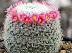 معرفی بهترین نوع کاکتوس برای خانه + شرایط نگهداری