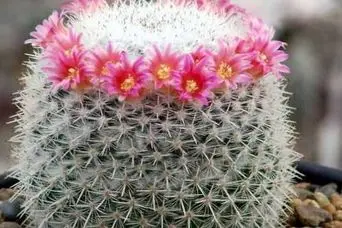 معرفی بهترین نوع کاکتوس برای خانه + شرایط نگهداری