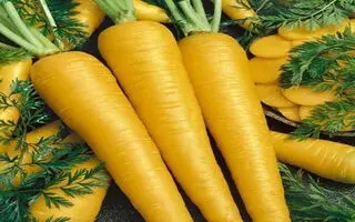همه چیز درباره جینسینگ ایرانی ؛ شاه‌کلید تقویت قوای جنسی و باروری