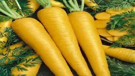 همه چیز درباره جینسینگ ایرانی ؛ شاه‌کلید تقویت قوای جنسی و باروری