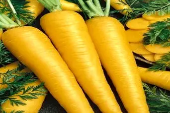 همه چیز درباره جینسینگ ایرانی ؛ شاه‌کلید تقویت قوای جنسی و باروری