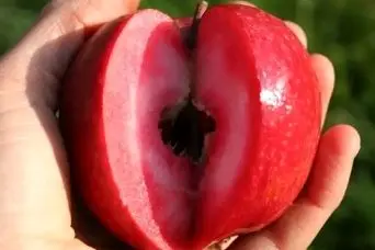 سیب قرمز گوجه‌ای؛ کمیاب‌ترین سیب دنیا در اردبیل و میاندوآب!