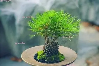 سبزه عید رو با این بذر سبز نکنید که فقر میاره! 