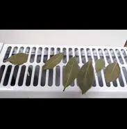 ترفند ساده مادربزرگ‌ها برای  کنترل قند خون و درمان روماتیسم و درد مفاصل با گذاشتن این برگ روی شوفاژ