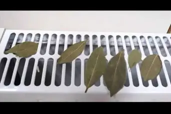 ترفند ساده مادربزرگ‌ها برای  کنترل قند خون و درمان روماتیسم و درد مفاصل با گذاشتن این برگ روی شوفاژ