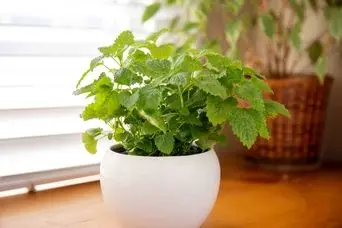 آموزش کاشت بادرنجبویه در گلدان