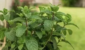 آموزش کاشت نعناع در گلدان + روش نگهداری