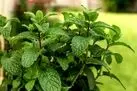 آموزش کاشت نعناع در گلدان + روش نگهداری