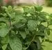 آموزش کاشت نعناع در گلدان + روش نگهداری