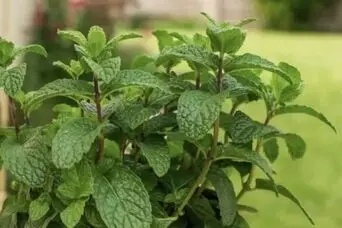 آموزش کاشت نعناع در گلدان + روش نگهداری