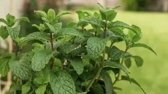 آموزش کاشت نعناع در گلدان + روش نگهداری
