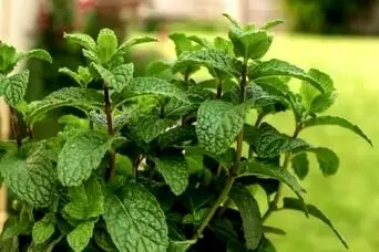 آموزش کاشت نعناع در گلدان + روش نگهداری