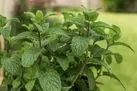 آموزش کاشت نعناع در گلدان + روش نگهداری