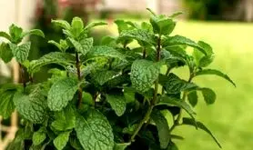 آموزش کاشت نعناع در گلدان + روش نگهداری