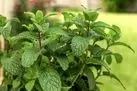 آموزش کاشت نعناع در گلدان + روش نگهداری