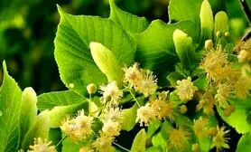 داروی طبیعی برای سردرد، بی‌خوابی و میگرن | دمنوشی شگفت‌انگیز از دل طبیعت اروپا