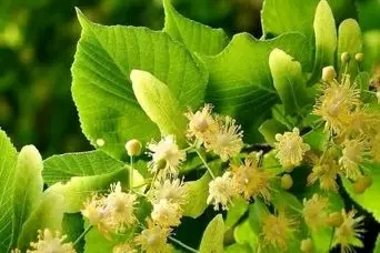 داروی طبیعی برای سردرد، بی‌خوابی و میگرن | دمنوشی شگفت‌انگیز از دل طبیعت اروپا