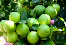 کمک به بهبود علائم ۱۳ بیماری با مصرف روزانه آب لیمو 