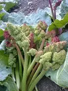 این سبزی بهاره برای کنترل قند خون درمان کبد چرب است