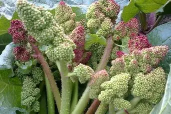 این سبزی بهاره برای کنترل قند خون درمان کبد چرب است