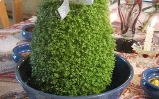 بهترین زمان کاشت سبزه عید نوروز | اگه واسه عید سبزه خیره کننده میخوای همین حالا شروع کن