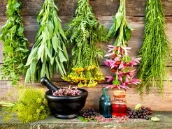 جایگزین گیاهی گوشت و مرغ معرفی شد | این گیاهان با گوشت و مرغ برابری میکنند