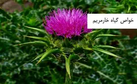  خار این گیاه تمام بیمارستان های قلب را تعطیل می کند | بهبود عجیب بیماران قلبی و عروقی 
