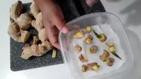 آموزش کاشت زنجبیل درگلدان