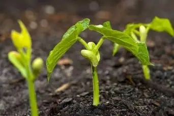 آموزش کاشت لوبیا سبز در گلدان + نحوه نگهداری