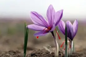 این شفادهنده ی  برای پوکی استخوان است