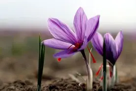 این شفادهنده ی  برای پوکی استخوان است
