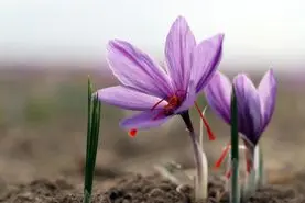 این شفادهنده ی  برای پوکی استخوان است