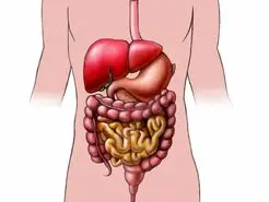 سیستم گوارشی مثل ساعت میخوای؟ این مطلبو از دست نده