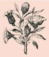 بازی فکری : اگه بتونی در 15 ثانیه 6 چهره مخفی و پیدا کنی از پوآرو هم باهوش تری!