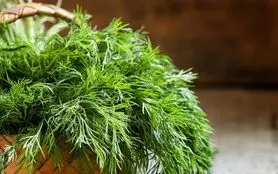  خواص باورنکردنی این سبزی متعجبتان می کند! 