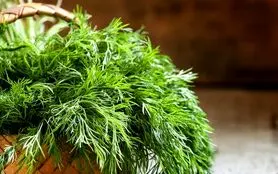  خواص باورنکردنی این سبزی متعجبتان می کند! 