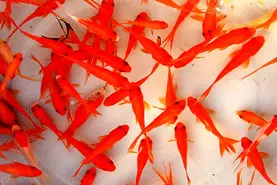 با این راهکار جادویی ماهی قرمز عید عمرش طولانی میشه | فرمول طلایی افزایش طول عمر ماهی قرمز