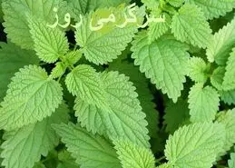 گیاه گزنه بهترین درمان طبیعی سنگ کلیه