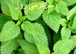 گیاه گزنه بهترین درمان طبیعی سنگ کلیه