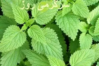 این گیاه آزاردهنده معجزه‌گر و شفا بخش است/ درد مفاصل و تنظیم قند خون با این گیاه شفا بخش