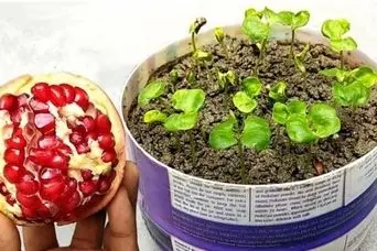 آموزش کاشت دانه انار در گلدان