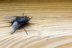 بدون نیاز به مواد شیمیایی و حسایت زا مگس ها رو از خونت دفع کن | مواد خانگی برای دفع حشرات برای همیشه